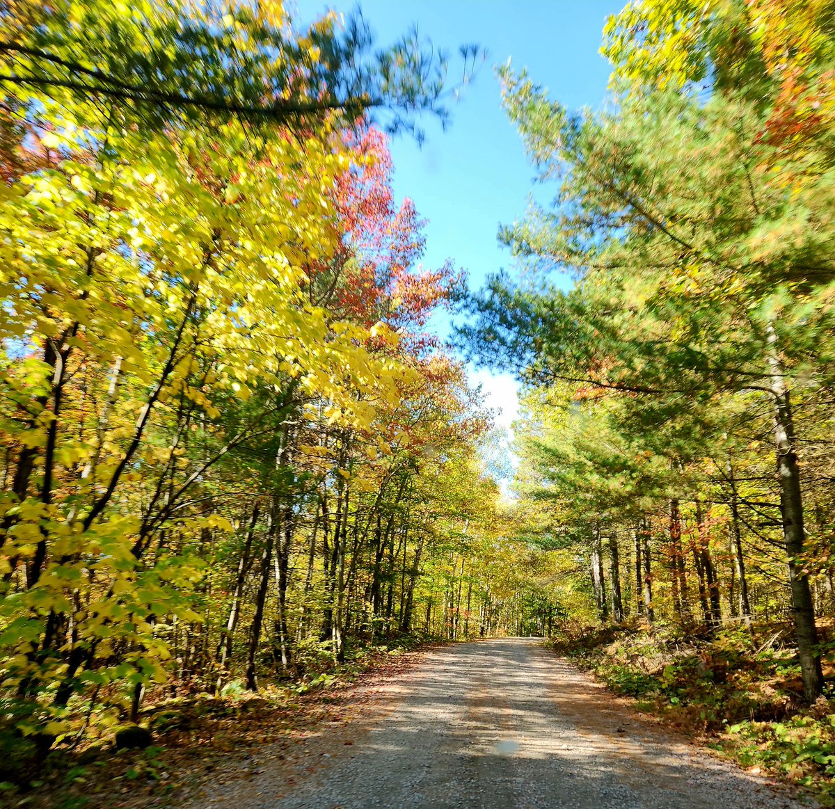 Airfemale14's tweet photo. ๐บ๐ฒ Little Back Roads Fun! ๐งก ๐ ๐๐ฆ
#FallFever ๐ https://t.co/706jBucqfA
