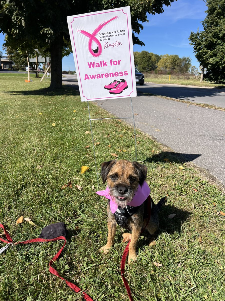Out with <a href="/BestKindBetty/">Betty the Border Terrier</a> supporting Breast Cancer previvors and survivors at the Breast Cancer Action Kingston &amp; SE Ontario Walk for Awareness. Join us at 650 Dalton! #BreastCancerAction #KingstonCares
#BorderTerrier #PinkForACause #SupportTheFight #CancerAwareness