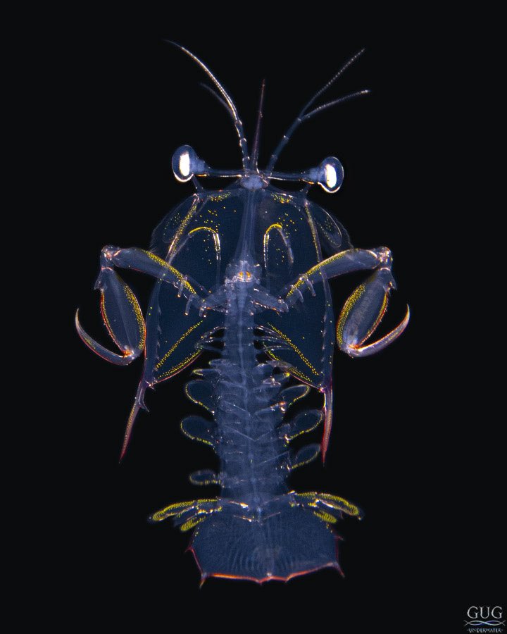 While not uncommon by any means, larval-stage mantis shrimp (Stomatopods) are one of the most cute members of the nocturnal plankton.
TL ~2.5cm
#mantisshrimp #stomatopod #stomatopoda #blackwater #blackwaterdiving #blackwaterphotography #gug #gugunderwater #chrisgug #underwater