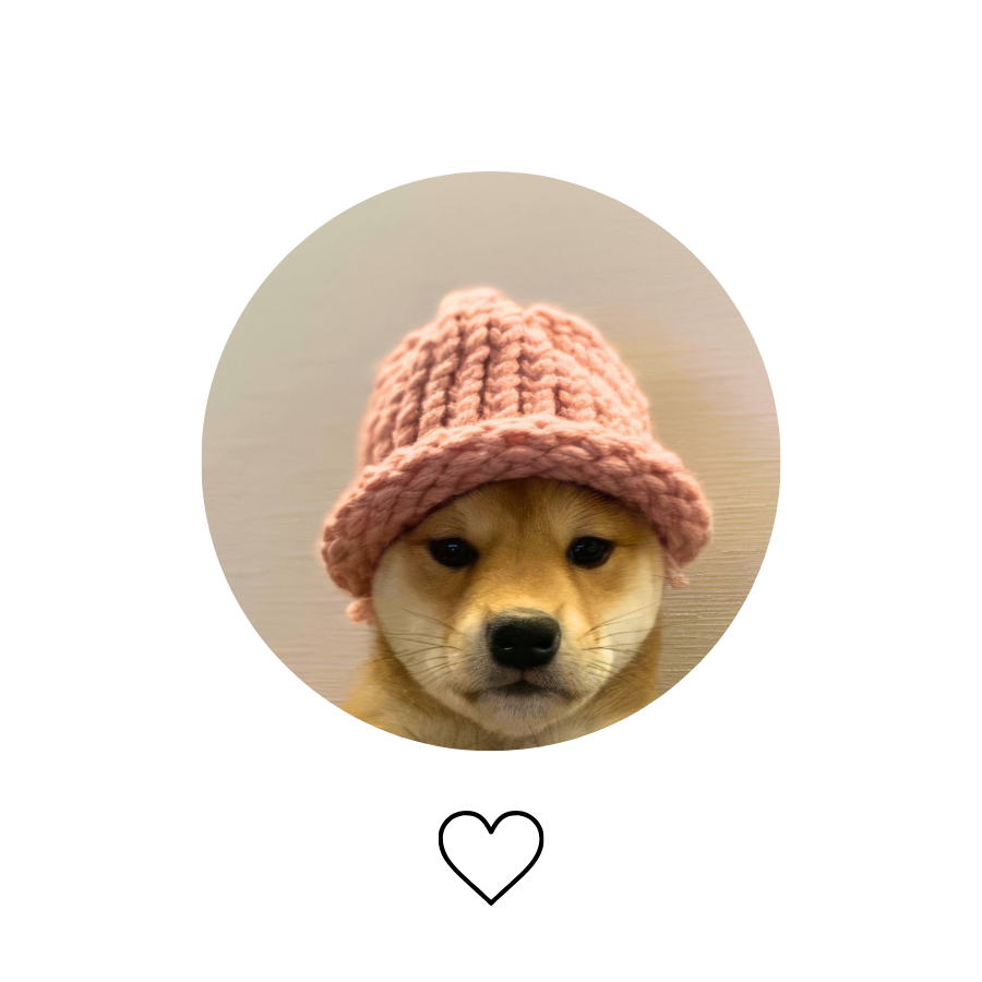 Cointelegraph's tweet photo. Pick your memecoin winner for Q4 2024! 🔥

$BONK or $WIF? https://t.co/ssZH0OMsmf