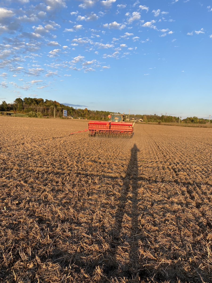 Toddridge Farm Services Ltd. (@toddridgefarm) on Twitter photo Beauty night for a <a href="/PioneerSeedsCA/">Pioneer Seeds Canada</a> wheat plot. Thanks to twitterless Nathan for planting it for us. #madetogrow Beauty night for a <a href="/PioneerSeedsCA/">Pioneer Seeds Canada</a> wheat plot. Thanks to twitterless Nathan for planting it for us. #madetogrow