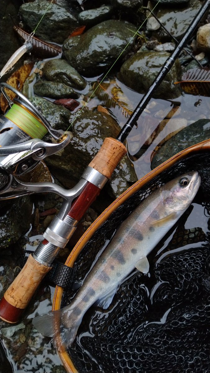 fujihir16395883's tweet photo. 雨の赤久縄✨
いい感じに尺 #イワナ が釣れた😁
#palms
#egeria
#jackson
#dartmagic
#daiwa
#freams
#slpworks https://t.co/V2lSKRWYFE