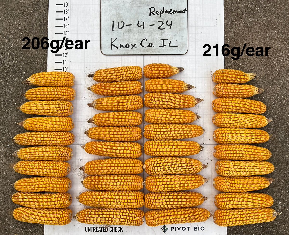 Don’t let your eyes fool you.  Yield comes a number of ways and all these <a href="/pivotbio/">Pivot Bio</a> treated plants ended up with heavier ears.  Early consistency leads to later consistency.  You don’t buy all of one stock to invest in so why would you only count on 1 N source for your N program?