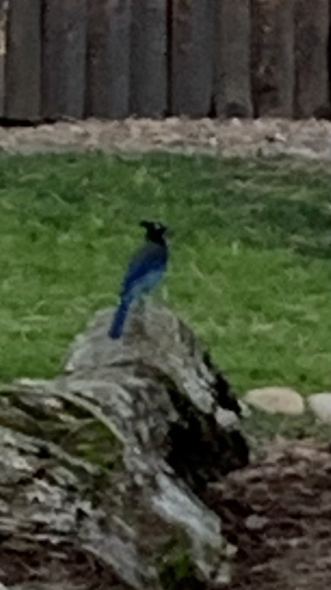Spotlight on the Steller’s Jays during #AOS24! A lot more than 1 species….An ancient hybrid zone….and more!! Love these birds, love the people! We’ve got a great jay team 💪

(Stealing my IG story and sharing it over here + my amazing iPhone photo of a STJA at the conference)