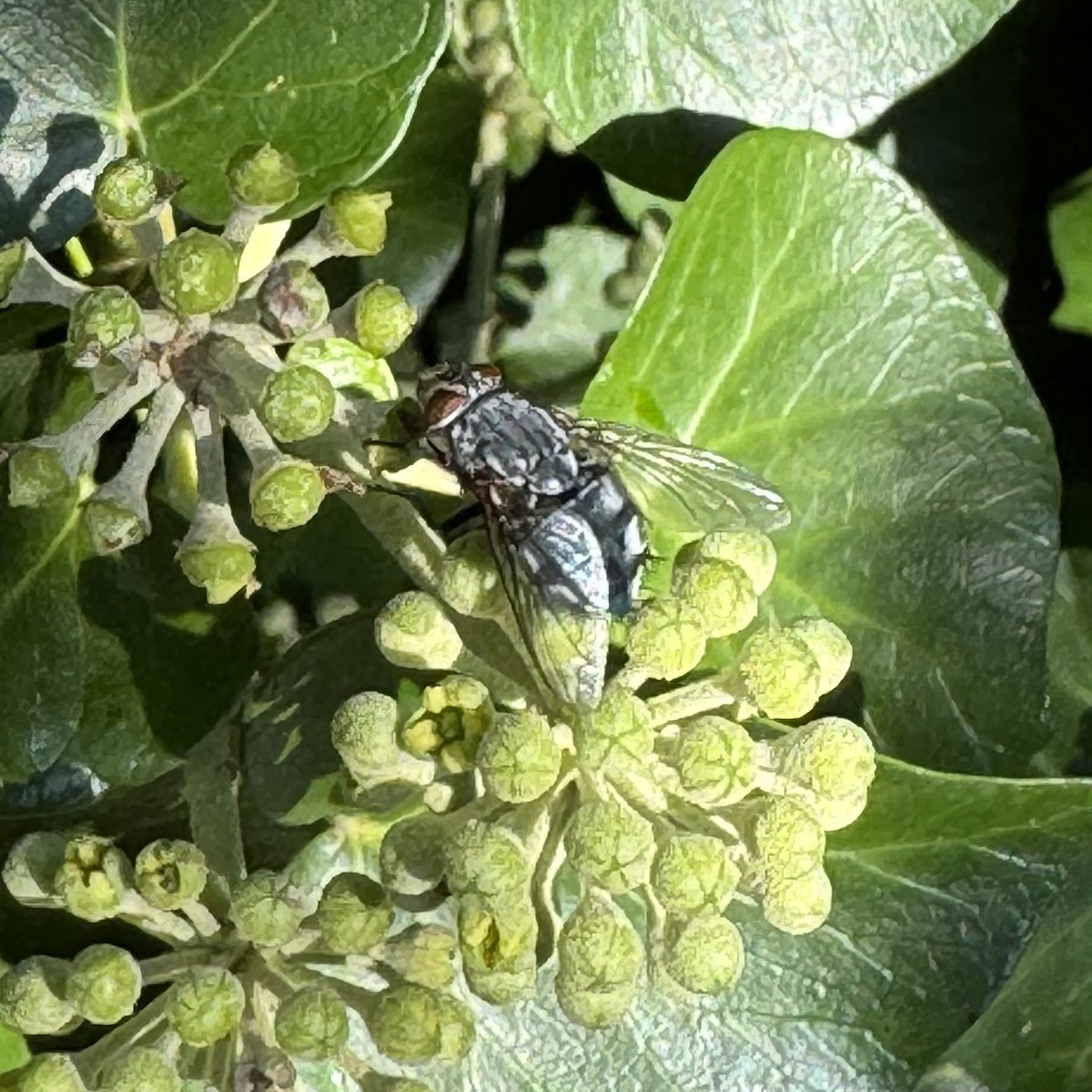 De Klimop bloeit in de herfstzon, het gezoem is niet van de lucht 🐝