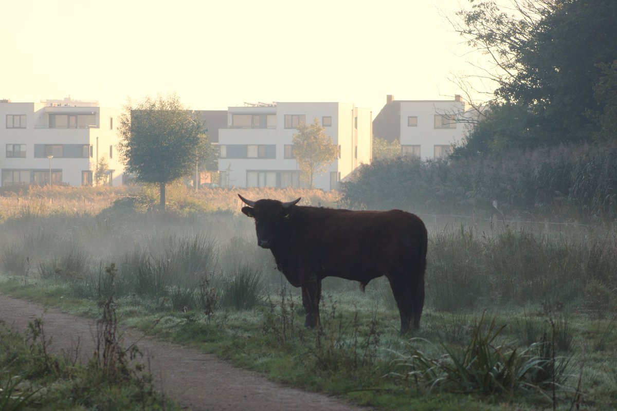 Deze rode geus stier stond vanochtend in een heiig <a href="/KanaalparkR/">Kanaalpark Rosmalen</a>