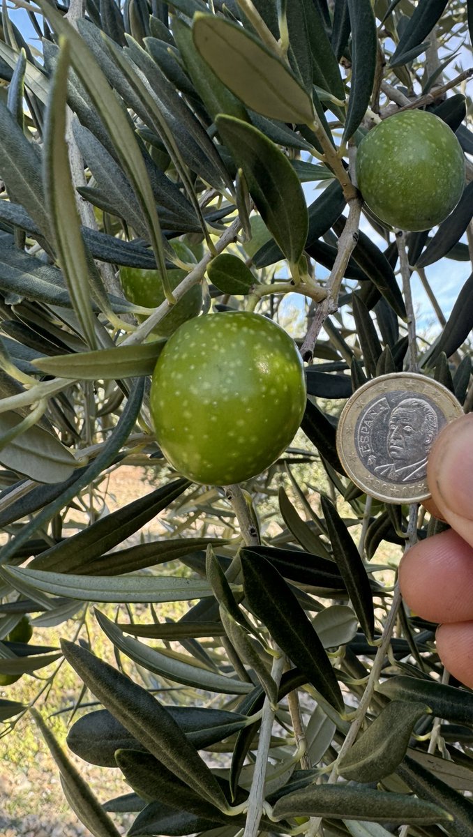 Prospectando variedades autóctonas de olivo  con Ana Calle de <a href="/AragonOlivos/">Olivos de Aragón</a> <a href="/SemillasAragon/">Red de Semillas de Aragón</a>