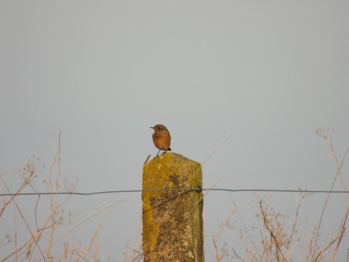BirderJB's tweet photo. Lovely morning on Bredon Hill. Single Redstart the highlight. Large numbers of Redwing, Skylark, Meadow Pipit &amp; Stonechat. Also 8 Red Kite. #Worcsbirds https://t.co/QhweBtxRfd