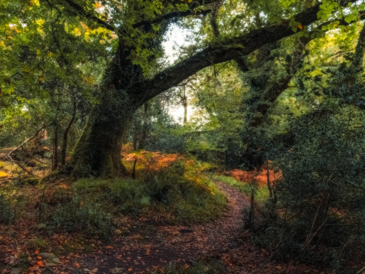 Sean Murphy tweet media