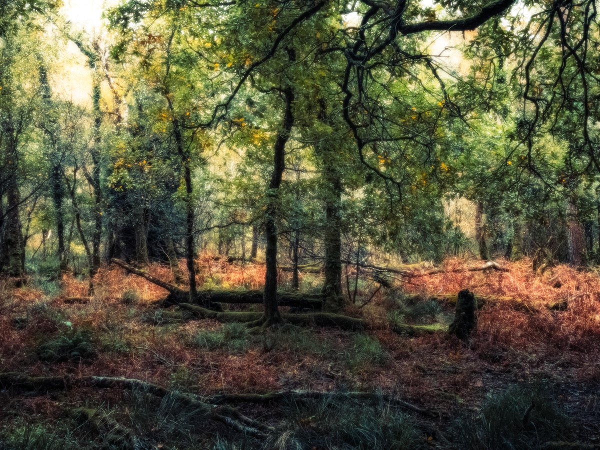 Sean Murphy tweet media