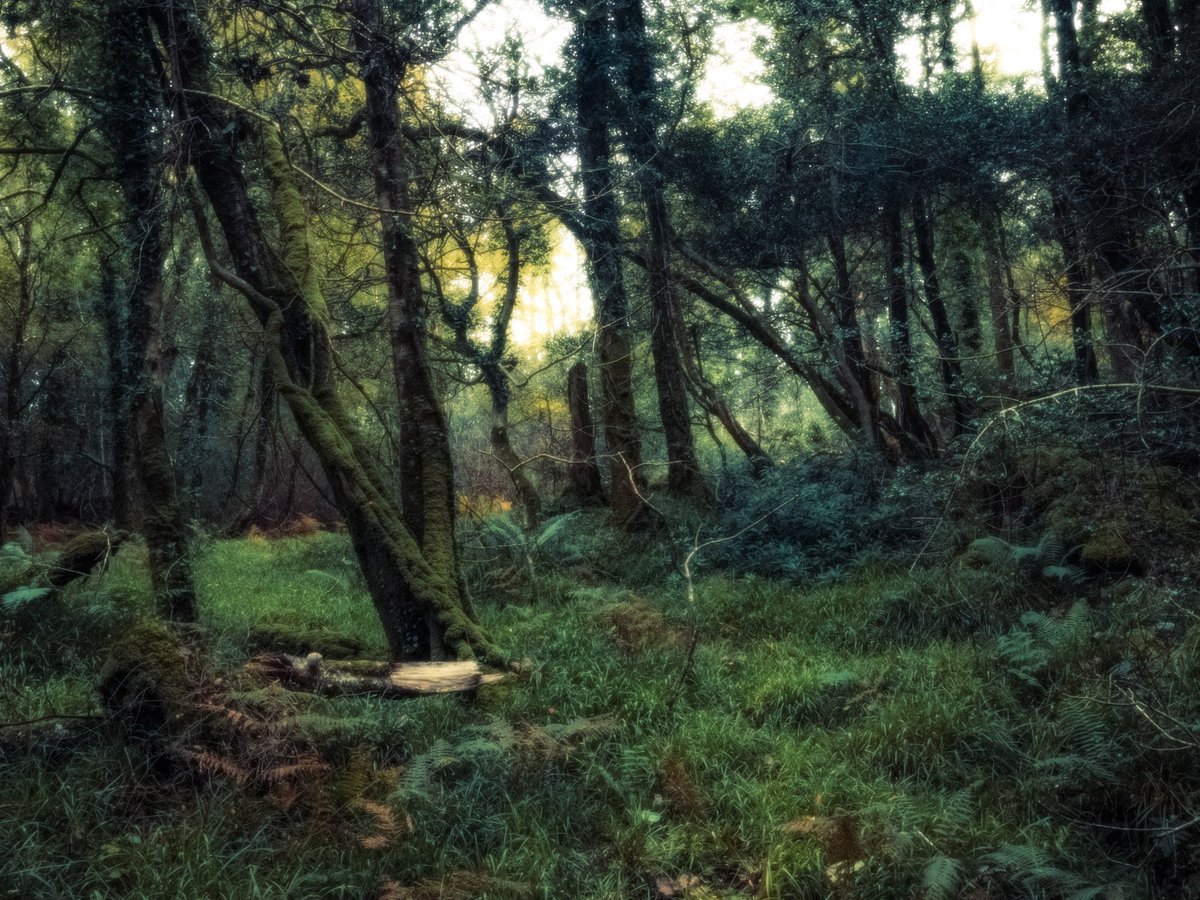 Sean Murphy tweet media