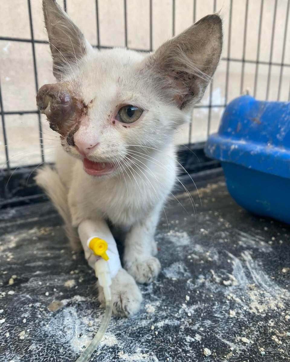 Labellefounded's tweet image. Our volunteer Nour in the north rescued 3 kittens and we told her to go to our veterinarian in the North, Dr Mutasem. They were suffering from severe eye infections, which caused the eyes to protrude. We can't do this alone! Help us save more by donating
paypal.com/donate/?hosted…