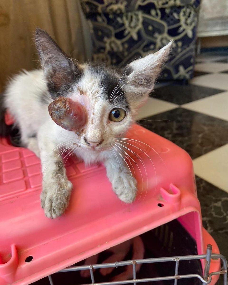 Labellefounded's tweet image. Our volunteer Nour in the north rescued 3 kittens and we told her to go to our veterinarian in the North, Dr Mutasem. They were suffering from severe eye infections, which caused the eyes to protrude. We can't do this alone! Help us save more by donating
paypal.com/donate/?hosted…
