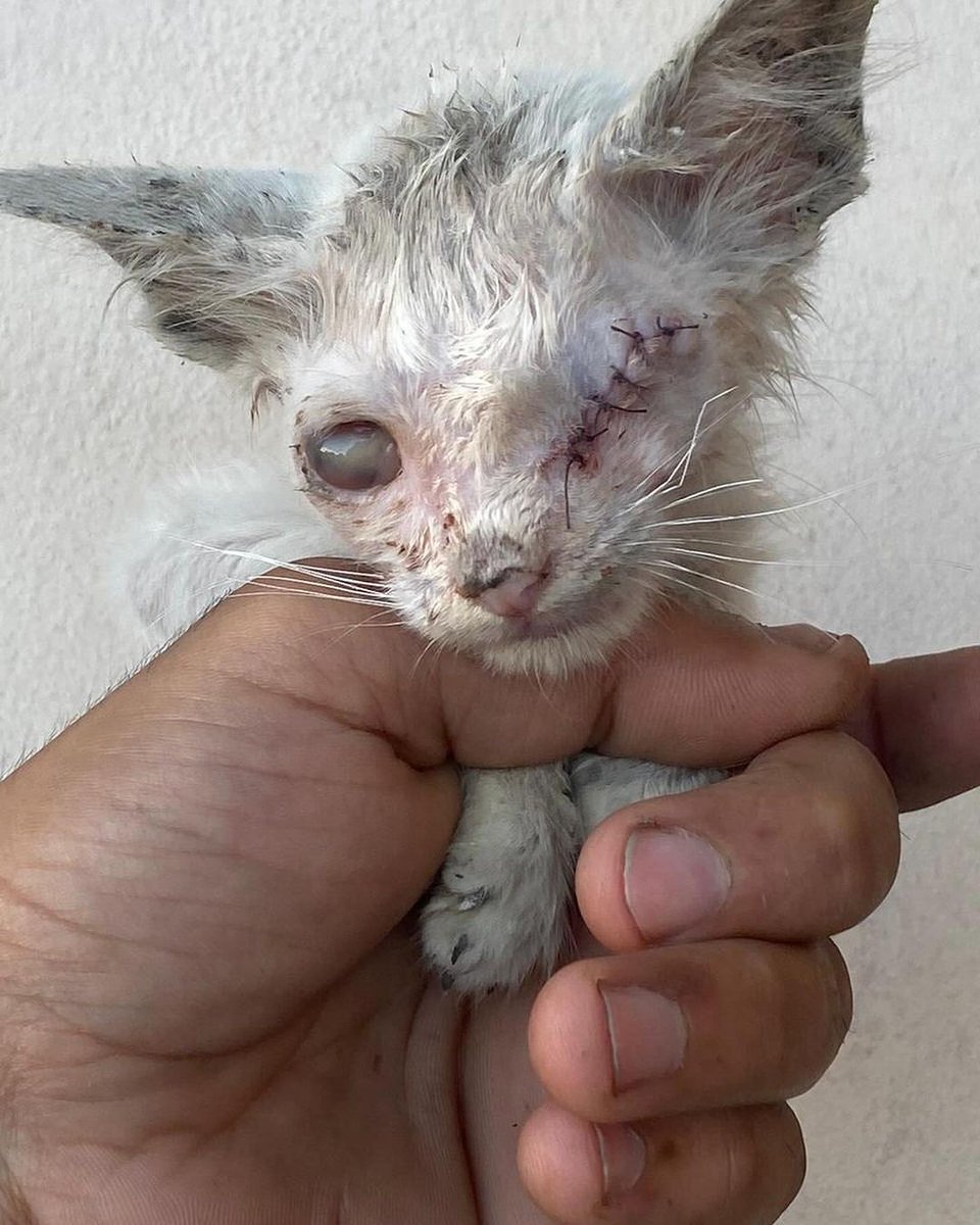 Labellefounded's tweet image. Our volunteer Nour in the north rescued 3 kittens and we told her to go to our veterinarian in the North, Dr Mutasem. They were suffering from severe eye infections, which caused the eyes to protrude. We can't do this alone! Help us save more by donating
paypal.com/donate/?hosted…