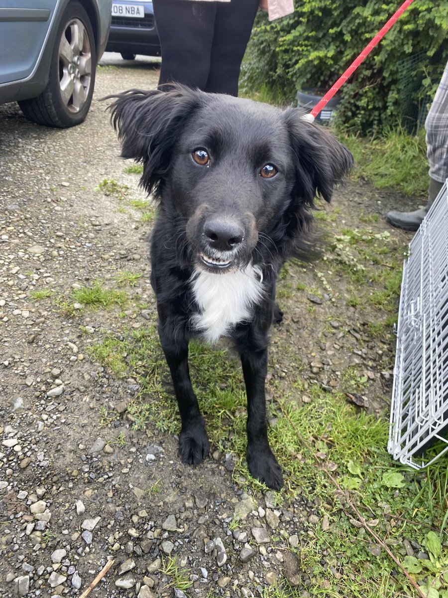 HartCollie's tweet photo. 🖤AVAILABLE FOR ADOPTION 🖤

lovely 18 month old MABEL is available for adoption.  As you can see she's a collie cross &amp; a right little stunner of a girl

She loves dogs and children and basically loves life .  She will make a lovely addition to a family.  She's only around 15kg https://t.co/vzC047zVdr