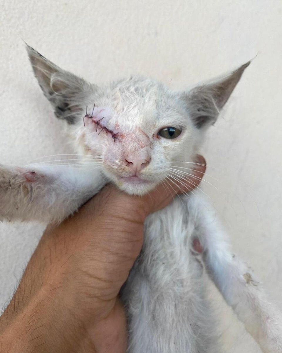 Labellefounded's tweet image. متطوعه نور من شمال القطاع مسكت القطط ٣ ونقلتهم على طبيب بيطري موجود بالشمال د معتصم انا بعتها عليه 
القطط تعاني من التهاب شديدة بالعيون مما تسبب بتلفها.
تم إجراء عمليات جراحية للقطط ل٣ وهم الأن 
تحث الرعاية والعلاج
paypal.com/donate/?hosted…