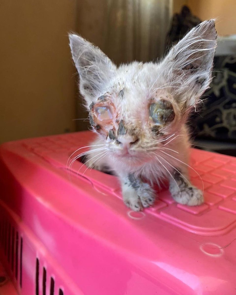 Labellefounded's tweet image. متطوعه نور من شمال القطاع مسكت القطط ٣ ونقلتهم على طبيب بيطري موجود بالشمال د معتصم انا بعتها عليه 
القطط تعاني من التهاب شديدة بالعيون مما تسبب بتلفها.
تم إجراء عمليات جراحية للقطط ل٣ وهم الأن 
تحث الرعاية والعلاج
paypal.com/donate/?hosted…