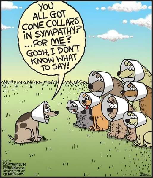 HWAHSeniorPets's tweet photo. Awww....a sweet sentiment to start your Saturday!
(cartoon courtesy of Bill Whitehead)
#HWAH #SaturdayStarter https://t.co/sG3DSJukDO