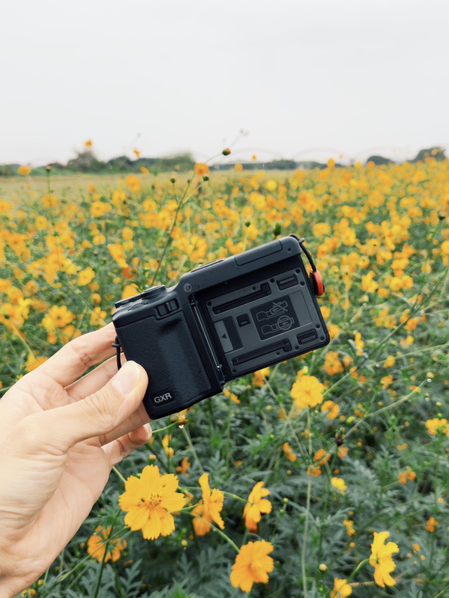 ni___san_photo's tweet image. 、、、前回の続き

今日はカメラとキバナコスモスを見に来ました。

#RICOH #GXR