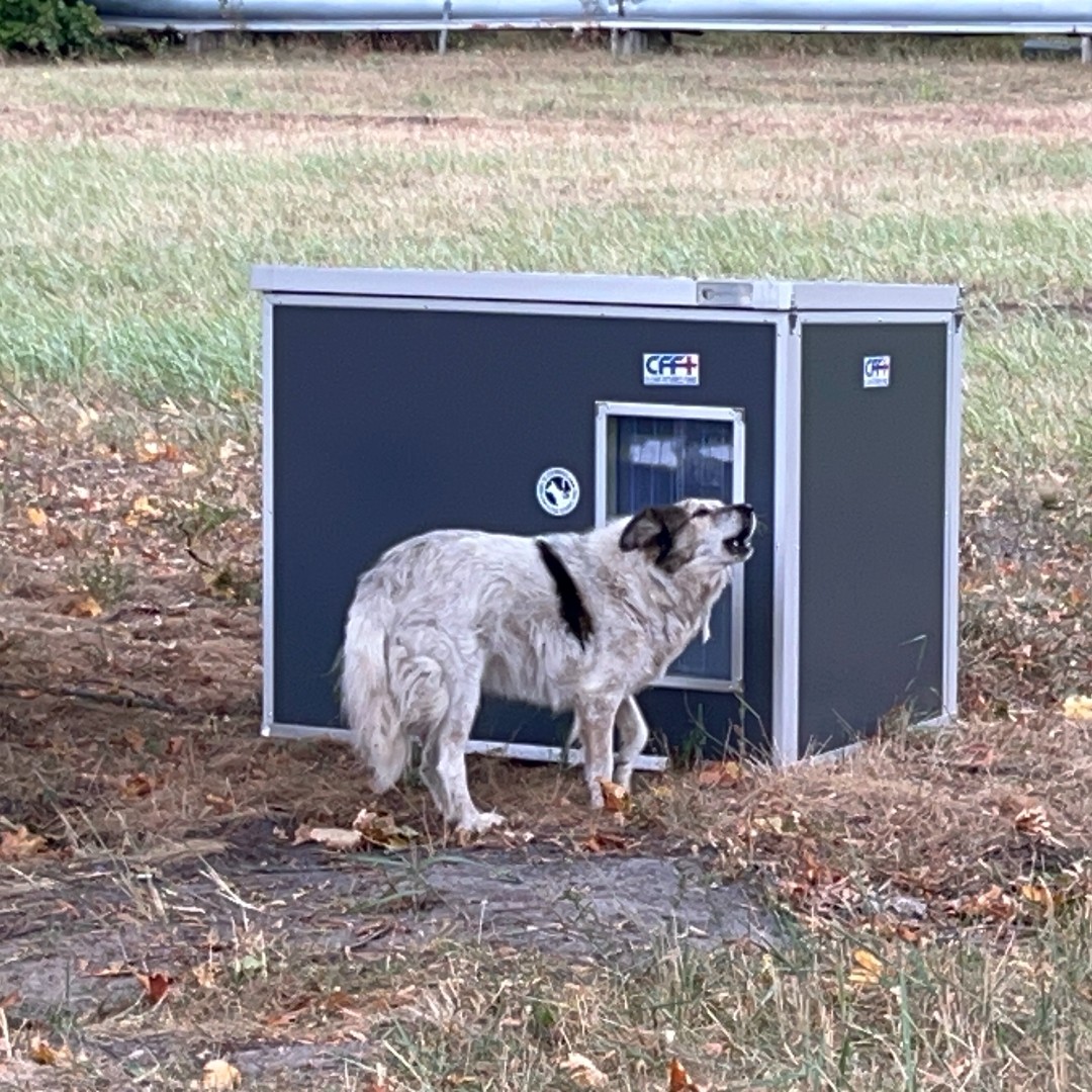 SPCAINT's tweet photo. 🐾Over 300 dogs in Chornobyl received insulated CozyCubes thanks to our partnership with @FarmYardProduct and @CleanFutureFund. We're honored to help protect these resilient animals as winter looms. ❄️

#spcai #farmandyard #cff #dogsofchornobyl #animalrescue #cozycubes https://t.co/JkNUEbPE5r