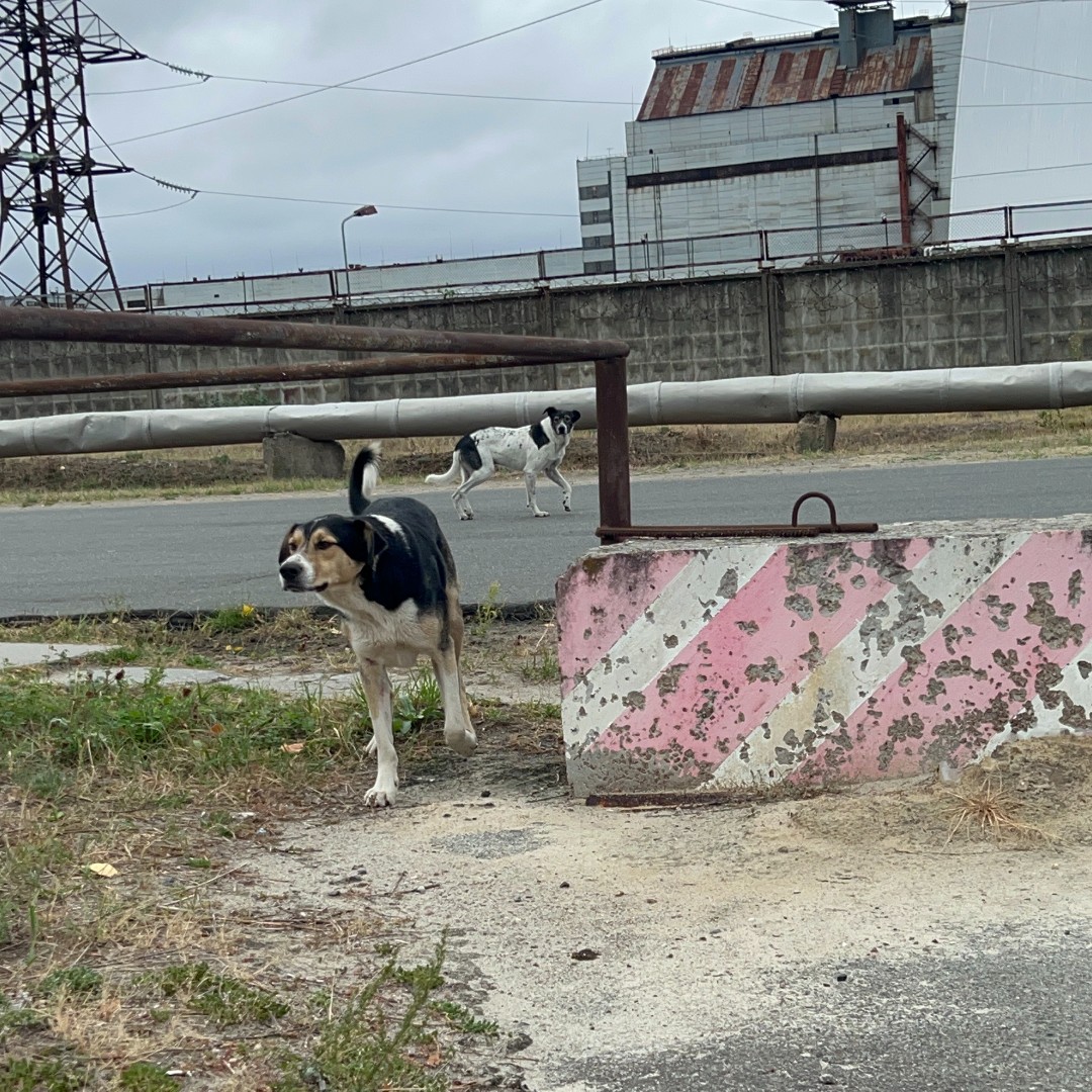 SPCAINT's tweet photo. 🐾Over 300 dogs in Chornobyl received insulated CozyCubes thanks to our partnership with @FarmYardProduct and @CleanFutureFund. We're honored to help protect these resilient animals as winter looms. ❄️

#spcai #farmandyard #cff #dogsofchornobyl #animalrescue #cozycubes https://t.co/JkNUEbPE5r