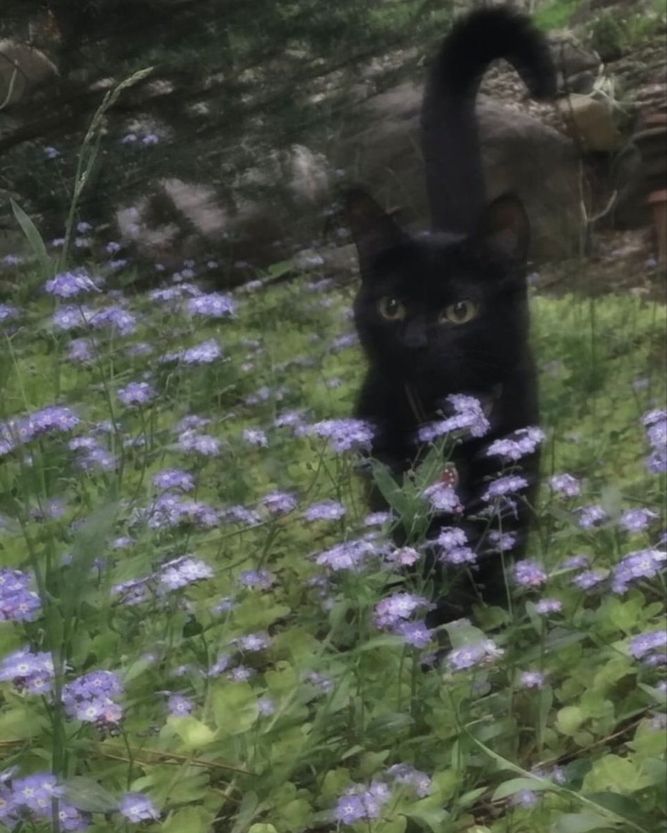 catcore