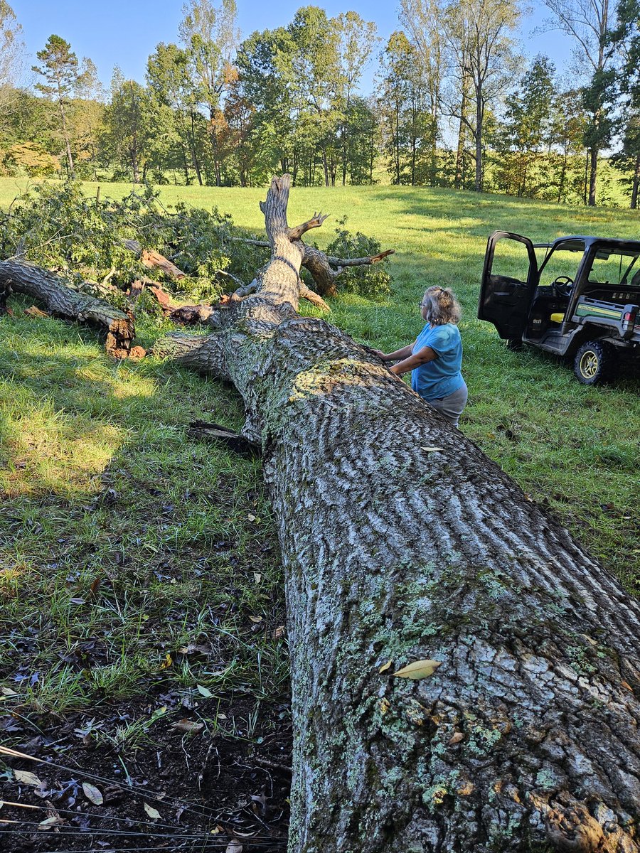 Lost an oak on the fence line , but luckily, I  didn't lose a post. Big boss says we'll wait for dryer weather.
