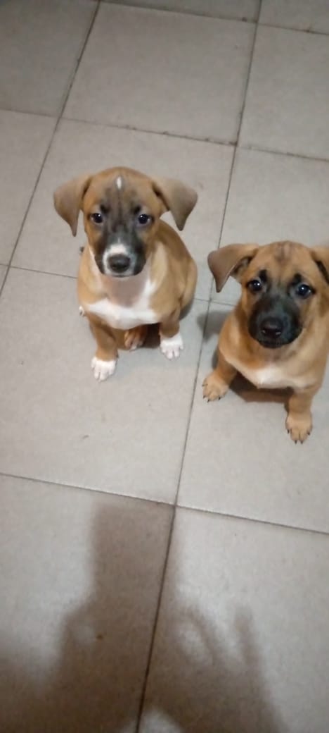 RamsesVazBlanco's tweet photo. Reenviado. Lindas Cachorritas en adopción responsable. Petare, Zona Céntrica.04241581904. Gracias 💔🙏🐶🐾 https://t.co/GwSZXs2NsQ