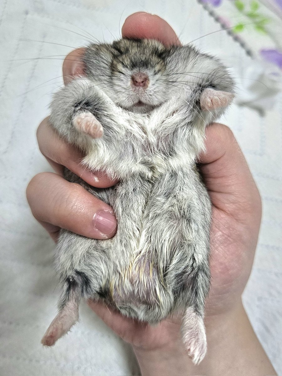 쳇바퀴에 쉬하고 벅벅 닦인 직후 
이렇게 편안해할 수 있는거냐고 

집사 마음은 불이 나는데