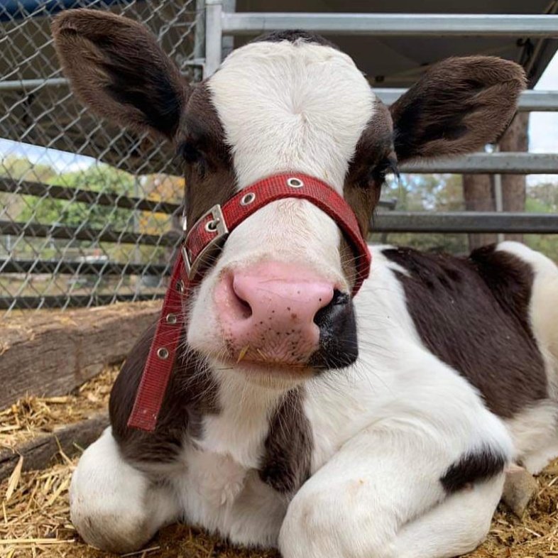 CowoftheDay1's tweet photo. 📅 7th October 2024
🐮 Rusty
🏷️ Instagram/possumvalleyanimalsanctuary
💕 #animaloftheday https://t.co/obiF3keksv
