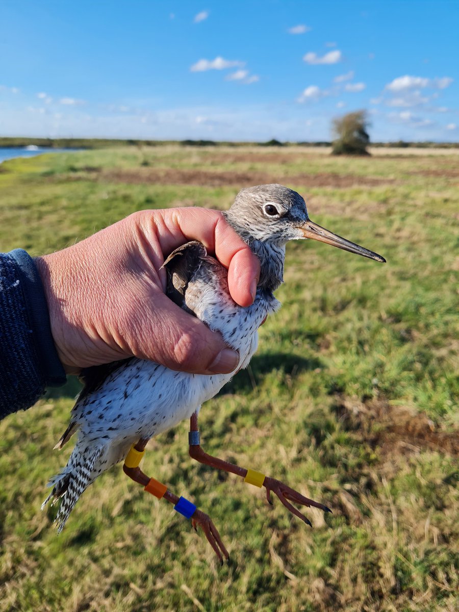 Francis Buner tweet media