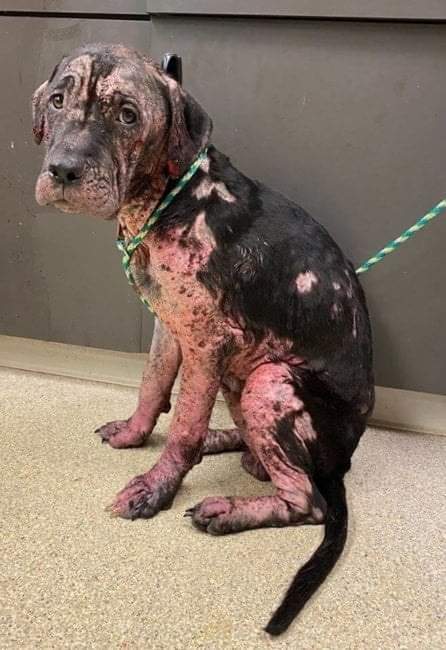 thehappydog_'s tweet photo. Please don't move around without giving some love and wishes 😔🙏 https://t.co/oWDI6a8n43