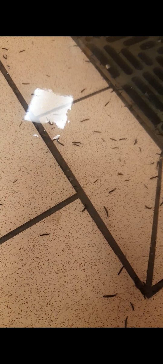 therobharrison's tweet photo. Despite reporting this to The Quays @SouthamptonCC @ActiveNationSot we still have these swimming in the changing rooms - what would @EnvAgency think? 🤢

Claim to be accessible venue and lift hasn’t worked for 2 years. 

What is going on?! 

@ActiveNationUK https://t.co/1yxiW1itRD