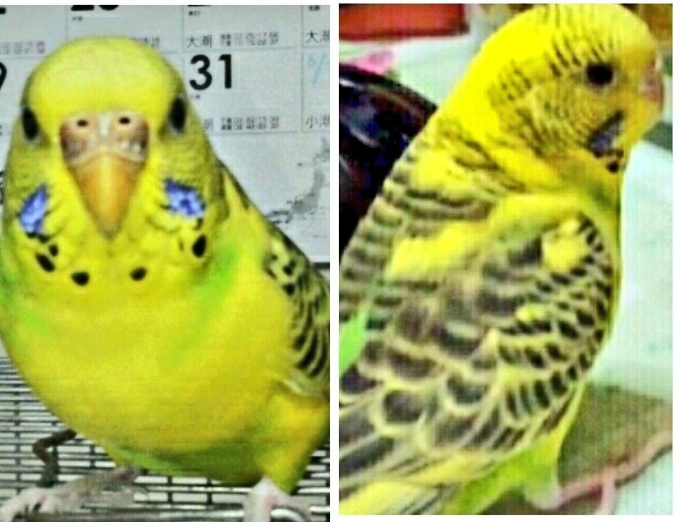 wasizu7masahiko's tweet photo. 🔶#拡散RP希望🔶
よろしくお願いします🙏#迷子インコ #長期間迷子
❇️名前『キキ🐥ちゃん』🐸🎃🌽🐤
⭕メス♀🎎
⭕#セキセイインコ
#オパーリン #イエロー
⭕保護されて💖いませんか？(^-^;💦
⭕神奈川県 #川崎市中原区 ～迷子😢
⭕平成26年1月11日以降行方不明😭
#どんな些細な情報でもお願いします🙏 https://t.co/HIHY8EhYbv