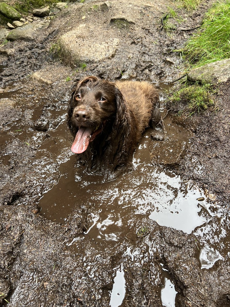 The reason I have a brown dog 😂