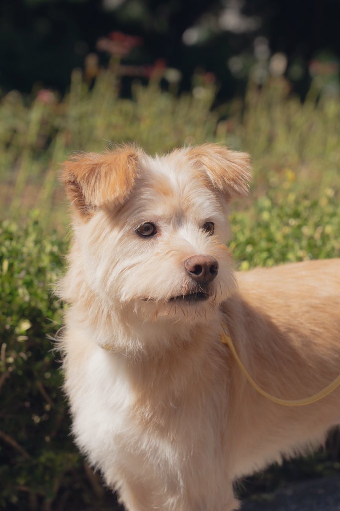 마지막 사진! 귀리는 차분하고 영리하면서도 보호자를 잘 따르는 아이에요. 분명 가족이 되실 분께 큰 행복을 드릴 아이라고 생각합니다. 견사밖에 모르던 귀리에게도 사랑하는 가족이 있는 삶을 알려 주세요. 귀리는 그런 가족을 간절히 기다리고 있어요.