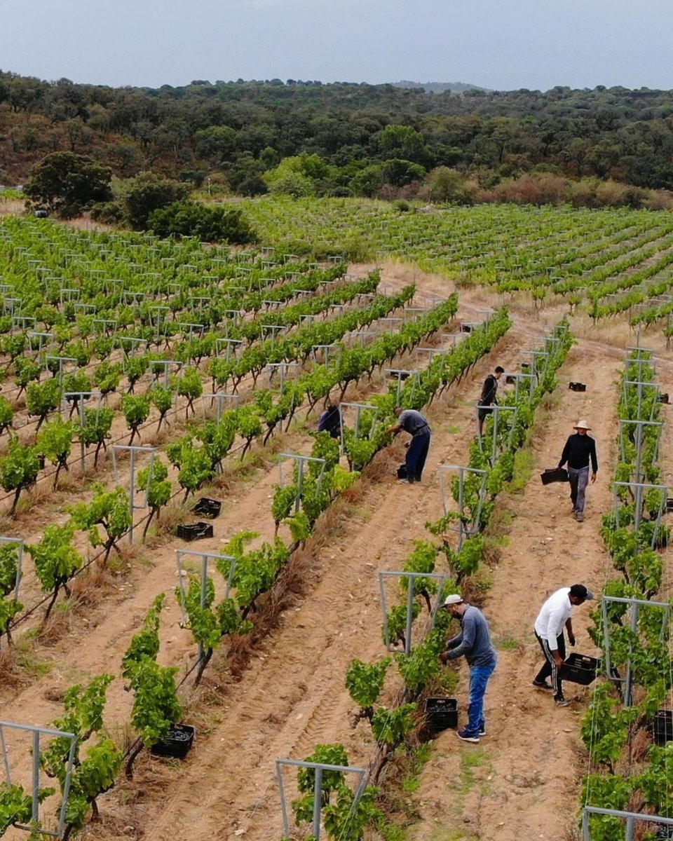 Molts cellers de la #DOEmporda ja han acabat la verema 2024 🍇

Ha estat una campanya complicada però els viticultors han aconseguit entrar un raïm sa i en bones condicions

Ara toca treballar al celler per convertir els gotims en vins de qualitat. Som-hi!

📸 Vinyes d’Olivardots