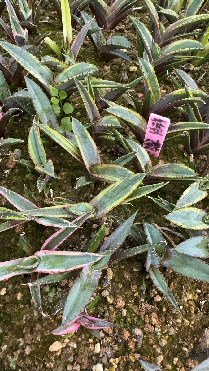 秋风轻柔地拂过，带着丝丝凉意，吹落了枝头的片片黄叶。它们如同舞动的蝴蝶，飘飘悠悠地落下，给大地铺上了一层金色的地毯。走在落叶上，发出沙沙的声响，仿佛是大自然演奏的美妙乐章。