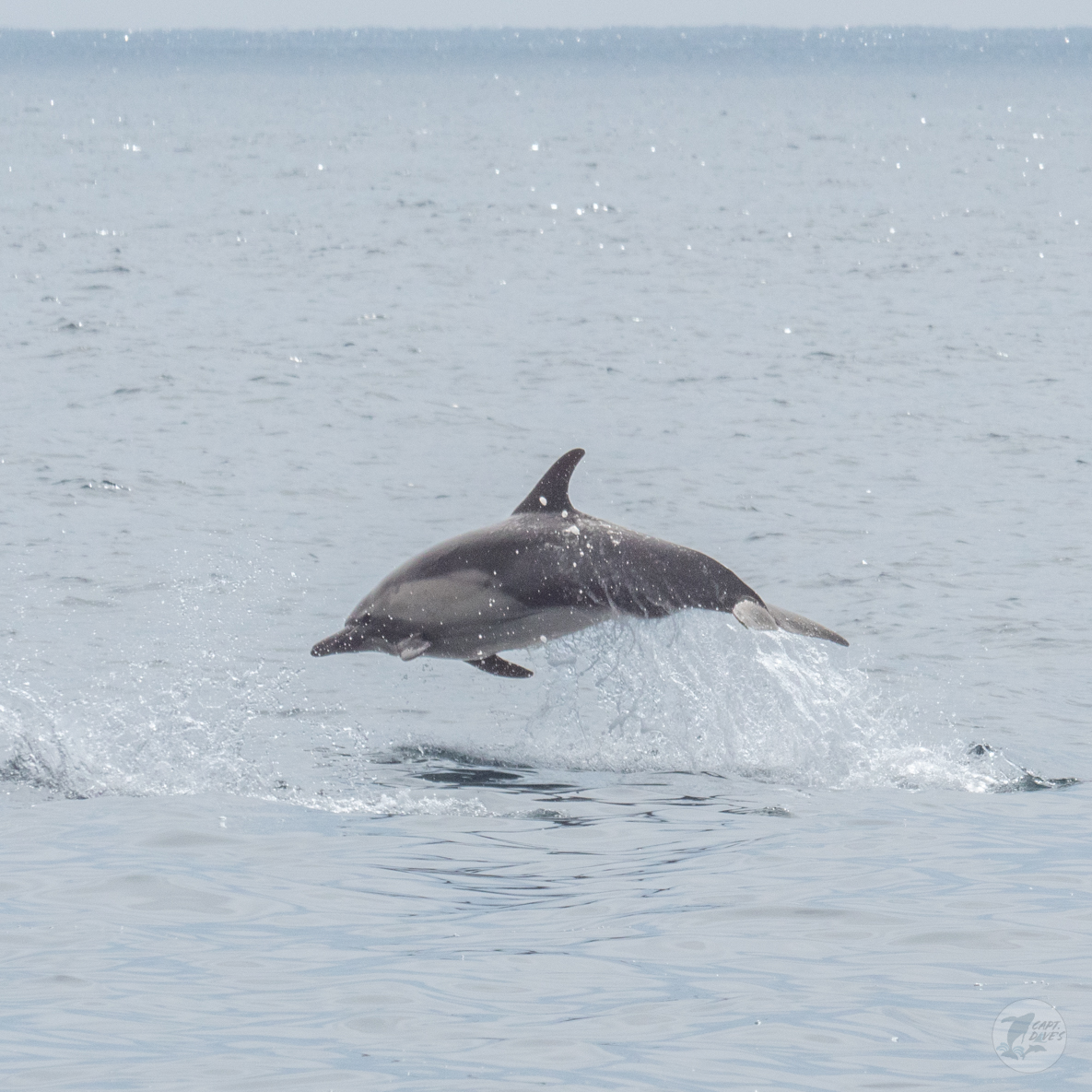 DolphinSafari's tweet photo. We’re ‘dolphinitely’ ready for a weekend of excitement. Are you? -JO
(📷: Stacie Fox, Hannah Walsh 9.30.24)
•
•
•
•
#commondolphin #babydolphin #dolphins #cetaceansaturday #ecotourism #vitaminsea #waves #ocean #dolphinsafari #captdaves https://t.co/Kuw3hDB9aV