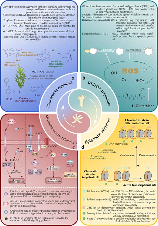 Hortres's tweet image. Small mols enhance conifer somatic embryogenesis, addressing initiation, proliferation, maturation issues. No genetic engineering. Dynamic, simple, multi-target regulation. #PlantRegeneration @OxfordJournals 
Details:doi.org/10.1093/hr/uha…