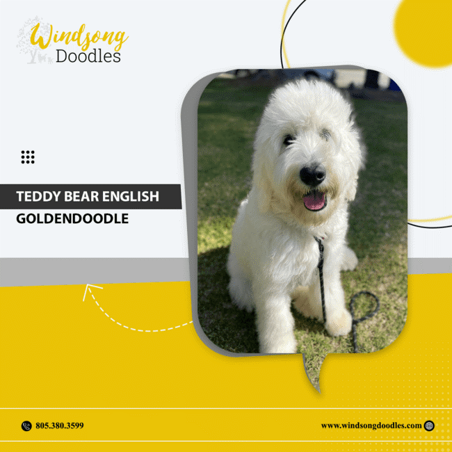 labradoodlemoon's tweet image. Meet the ultimate cuddle buddy – the Teddy Bear English Goldendoodle! With their adorable appearance and gentle nature, they're sure to melt your heart.

bit.ly/3QIHsFD 

#WindsongDoodles #TrainedGoldendoodle #CaliforniaPets #DogTraining