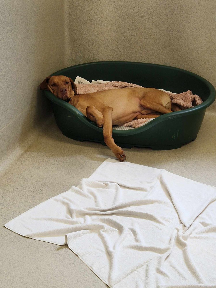 DOG OF THE MONTH - Woofie
All that new stuff Woofie is doing can be reeeeeeeally tiring!
Woofie isn't available for adoption just yet, as his rehabilitation is ongoing. 🧡
#DOTM #DogOfTheMonth #Woofie #WoofieDogOfTheMonth