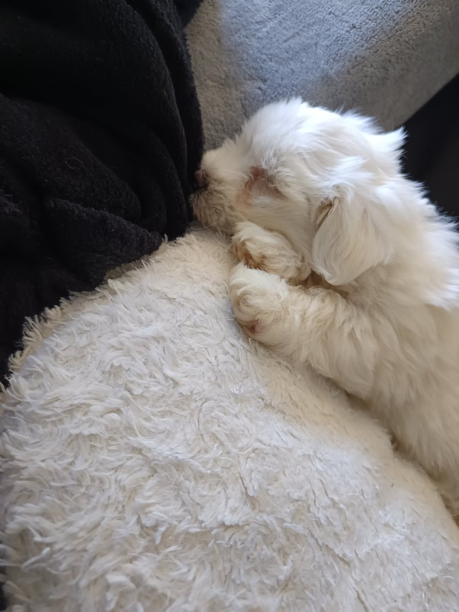 zonzonpro64's tweet photo. Et voilà le petit Valar, qui vient d'arriver à la maison 😁 je vous le présenterai en live à l'occasion #twitch #SmallStreamersCommunity #gaming  https://t.co/Vtu7MhP70b https://t.co/wBxSmQ4ifN