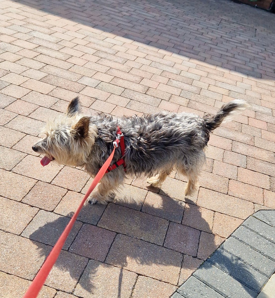jennystape's tweet photo. Out patrolling wiv Dad. Showing him how important sniffin is....
#ZSHQ #RaaaAAA #BovverBoys https://t.co/YMVzelcjXl