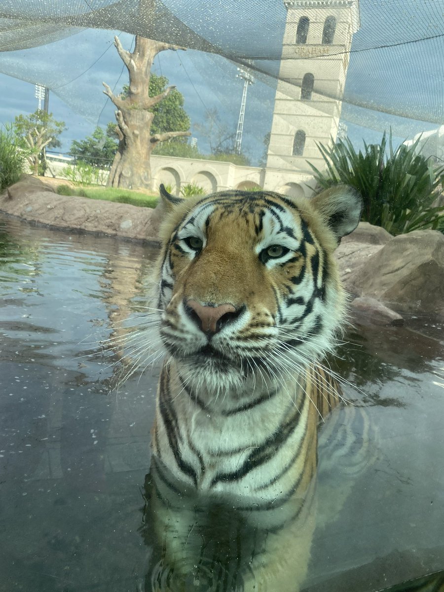 No game today but you can come by and see me. Bonus: no traffic!