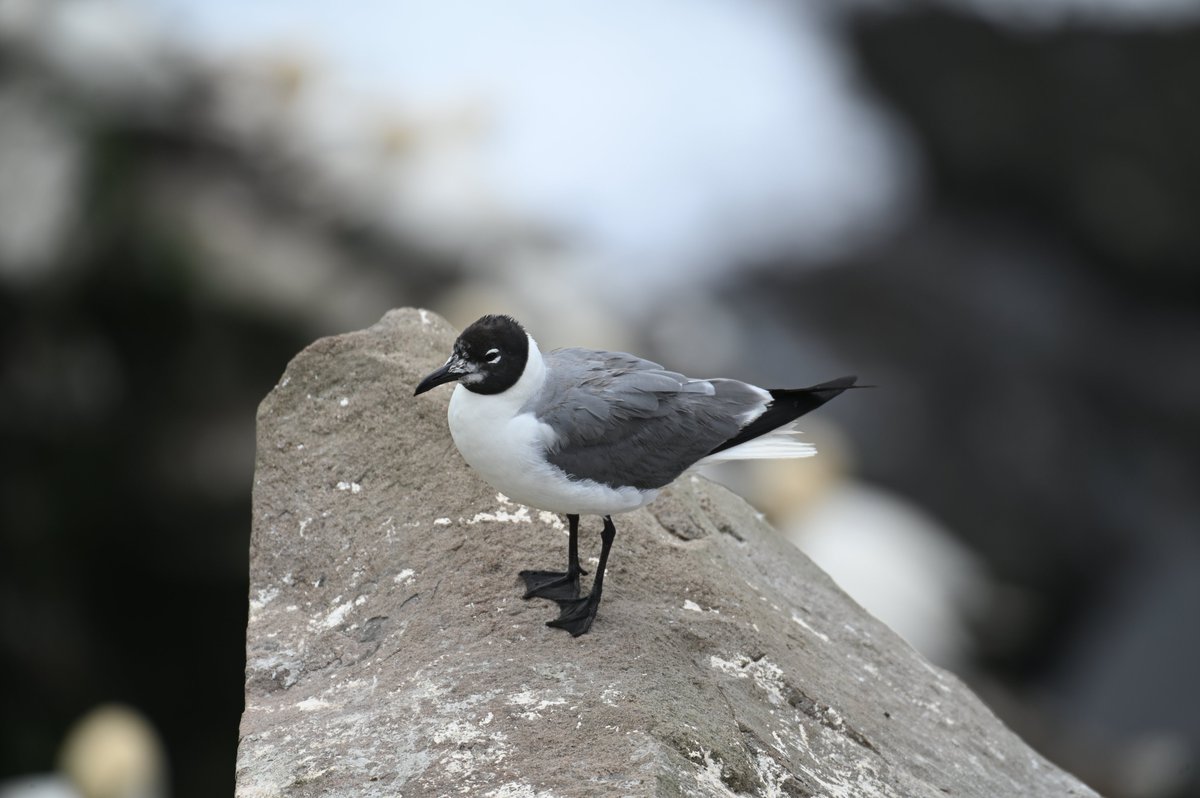 Women in Seabird Science (@womenseabirdsci) on Twitter photo Happy #SeabirdSaturday
🐧 Laughing Gull (Leucophaeus atricilla)
🐧 Region: southern North America to northern South
America
🐧 Global Risk Status: Least Concern
🐧 Fun Fact: Laughing Gulls are almost exclusively
coastal
📸 Sydney M. Collins <a href="/SydneyCollins23/">Sydney Collins</a> Happy #SeabirdSaturday
🐧 Laughing Gull (Leucophaeus atricilla)
🐧 Region: southern North America to northern South
America
🐧 Global Risk Status: Least Concern
🐧 Fun Fact: Laughing Gulls are almost exclusively
coastal
📸 Sydney M. Collins <a href="/SydneyCollins23/">Sydney Collins</a>
