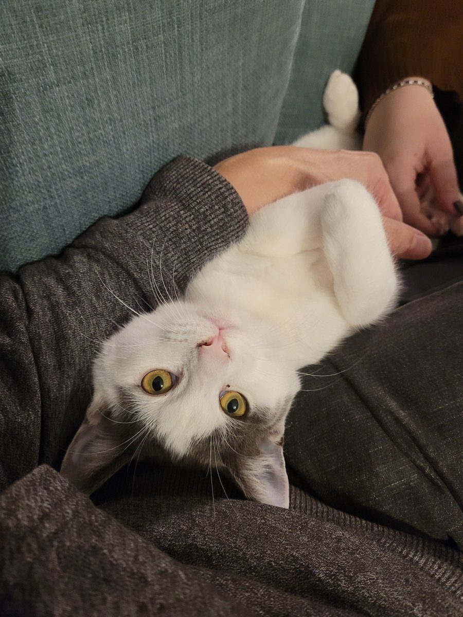 TheRealAFrench's tweet photo. It's playtime!! https://t.co/8OXTCQoZtC
