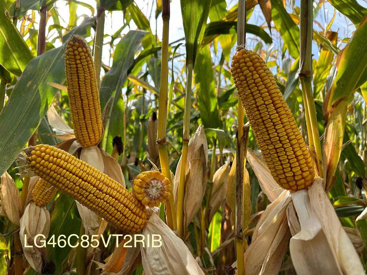 Great week out in the Pacific Northwest!  Always enjoy my trips out there. Lots of diversity and you can look at 80 - 120 day products within the same county. Here are some of the highlights. ⁦Thanks to everyone that joined in on the plots. ⁦<a href="/LGSeeds/">LG Seeds</a>⁩