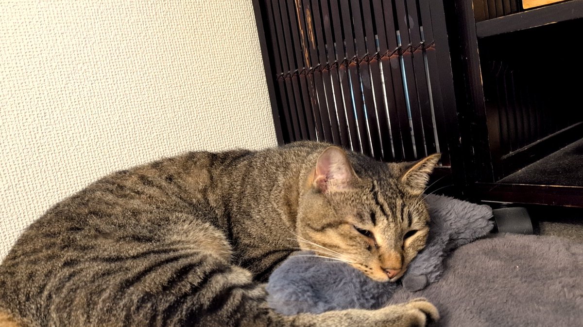 vd7JPuelKdk85Ob's tweet photo. 猫太郎と猫二郎は元気に毎日よく寝てます〜
#キジトラ 
#黒猫同盟 
#黒猫教 
#BLACKCAT 
#保護猫キジトラ 
#黒スコ 
#スコティッシュフォールド https://t.co/G83ZkdeATW
