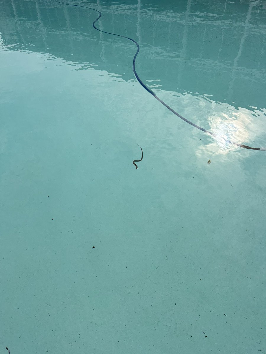 Put-In-Bay in the fall > Put-In-Bay in the summer. Even with a snake in the pool 🐍 ⛴️ ☀️ 

#lakeerielove #putinbay #bayshore <a href="/MILLERBOATLINE/">Miller Ferries</a> <a href="/LakeErieLocals/">Lake Erie Locals</a>
